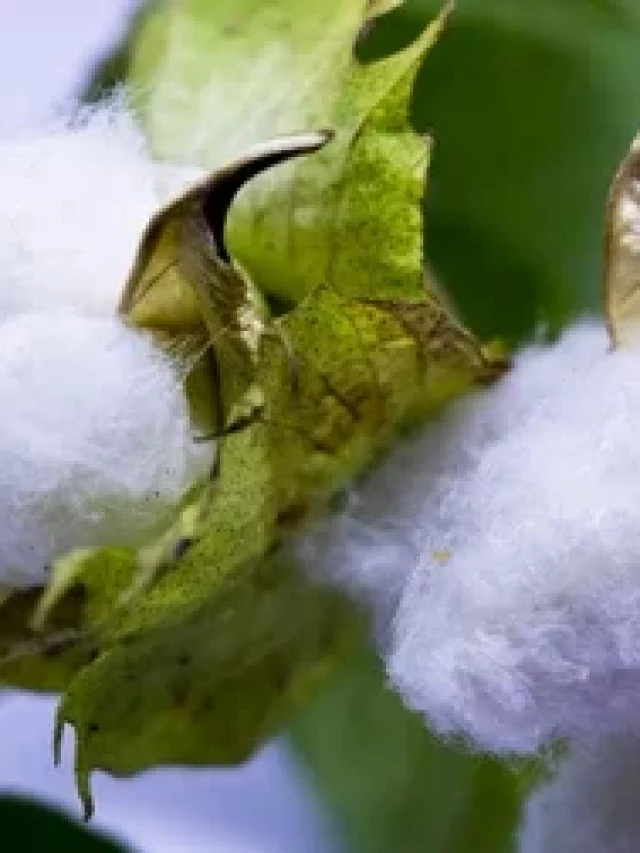 Unveiling the Wonders of Cotton: Nature's Versatile Fiber कापसाचे चमत्कार उघडकीस: निसर्गाचा बहुपरकार तंतू