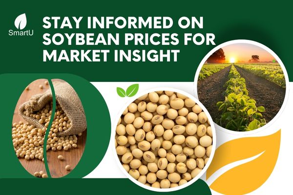 Stay Informed on Soybean Prices for Market Insight | सोयाबीनचे भाव